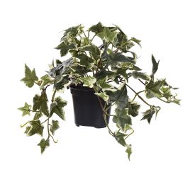 IVY BUSH IN POT 22CM HOLLAND