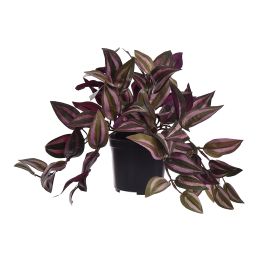 IVY BUSH IN POT 22CM WANDERING RED