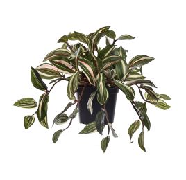 IVY BUSH IN POT 22CM WANDERING