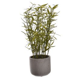 MINI BAMBOO IN POT 40CM GREEN