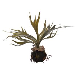 MOSS BASE STAGHORN 30CM GREEN