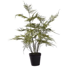 ASPARAGUS PLANT 50CM GREEN