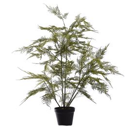 ASPARAGUS PLANT 80CM GREEN