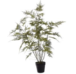 ASPARAGUS PLANT 90CM GREEN