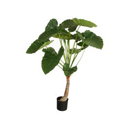 ALOCASIA CALIDORA W/13LVS 120CM GREEN