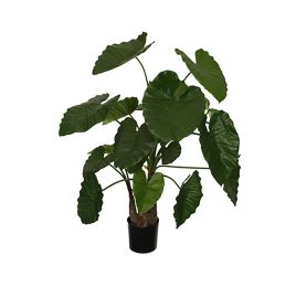 ALOCASIA CALIDORA W/20LVS 120CM GREEN