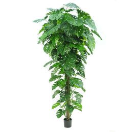 SPLIT PHILO TROPICAL 195CM GREEN