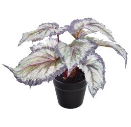 BEGONIA IN POT 16CM LAVENDER