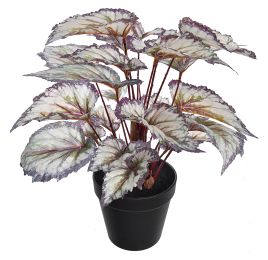 BEGONIA IN POT 35CM LAVENDER