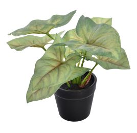 SYNGONIUM IN POT 16CM GREEN