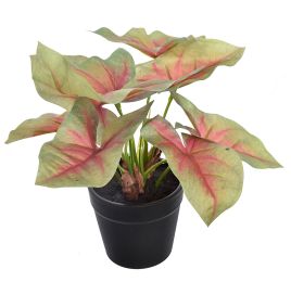 SYNGONIUM IN POT 16CM GREEN RED