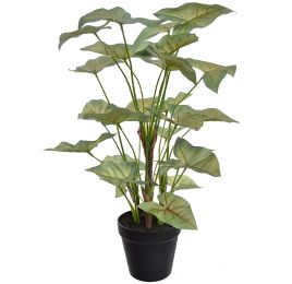 SYNGONIUM IN POT 46CM GREEN