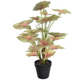 SYNGONIUM IN POT 46CM GREEN RED