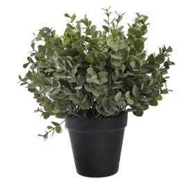 EUCALYPTUS IN POT 28CM GREY