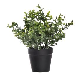 EUCALYPTUS IN POT 23CM GREEN