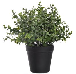 EUCALYPTUS IN POT 25CM GREEN