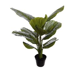 CALATHEA PLANT 60CM IN POT GREEN