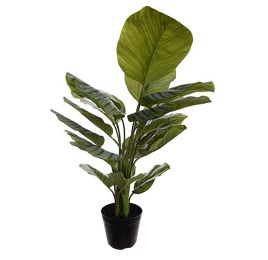 CALATHEA PLANT 85CM IN POT GREEN