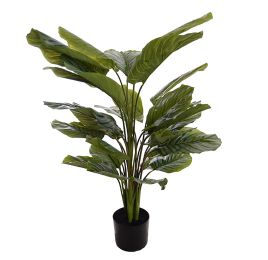 CALATHEA PLANT 115 CM IN POT GREEN