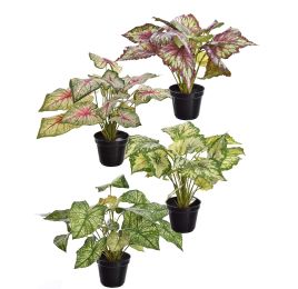 PLANT X 7 IN POT 35CM ASSORTED