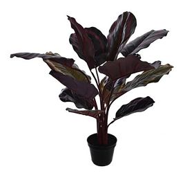 PEACOCK PLANT W/14LVS IN POT 60CM BURGUNDY GREEN