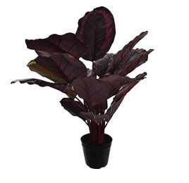 PEACOCK PLANT W/20LVS IN POT 85CM BURGUNDY GREEN