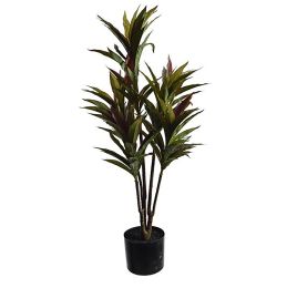 DRACENA PLANT 90CM IN POT GREEN