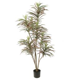 DRACENA MARGINATA 150CM GREEN