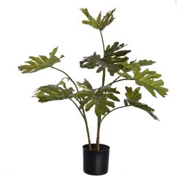 FLOOR PLANT 75CM SELLUM PHILO