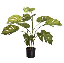 FLOOR PLANT 75CM SPLIT PHILO