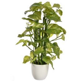 POTHOS PLANT 38CM IN POT GREEN