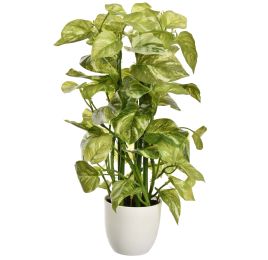 POTHOS PLANT 38CM IN POT WHITE GREEN