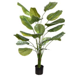 CALATHEA PLANT 140CM GREEN