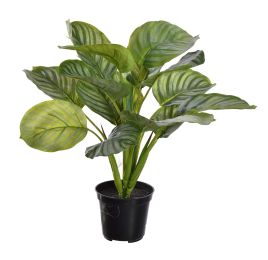 CALATHEA 35CM IN POT SILVER