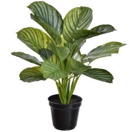 CALATHEA 45CM IN POT SILVER