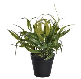 WEEPING WILLOW IN POT 30CM GREEN