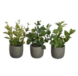 SMALL PLANT IN POT 18CM ASSORTED