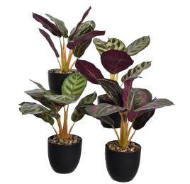 PLANT 33CM IN POT ASSORTED