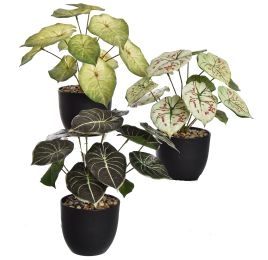 PLANT 28CM IN POT ASSORTED
