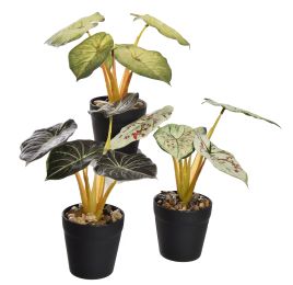 PLANT 20CM IN POT ASSORTED