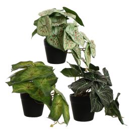 PLANT 25CM IN POT ASSORTED