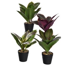 RUBBER PLANT 26CM IN POT ASSORTED