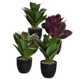 RUBBER PLANT 35CM IN POT ASSORTED