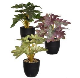 MIX PLANT 26CM IN POT ASSORTED