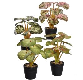 MIXED PLANT IN POT 25CM ASSORTED