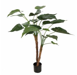 ALOCASIA CUCULLATA 85CM GREEN