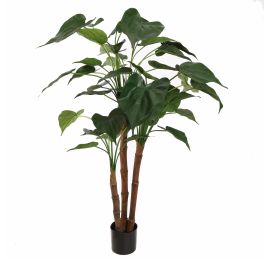 ALOCASIA CUCULLATA 110CM GREEN
