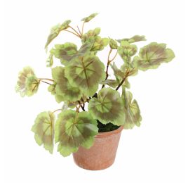 GERANIUM PLANT 23CM GREEN