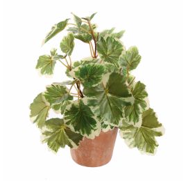 GERANIUM PLANT 23CM WHITE GREEN