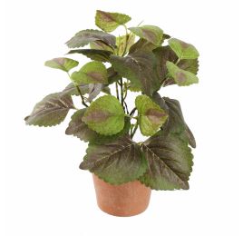 PERILLA PLANT 23CM GREEN